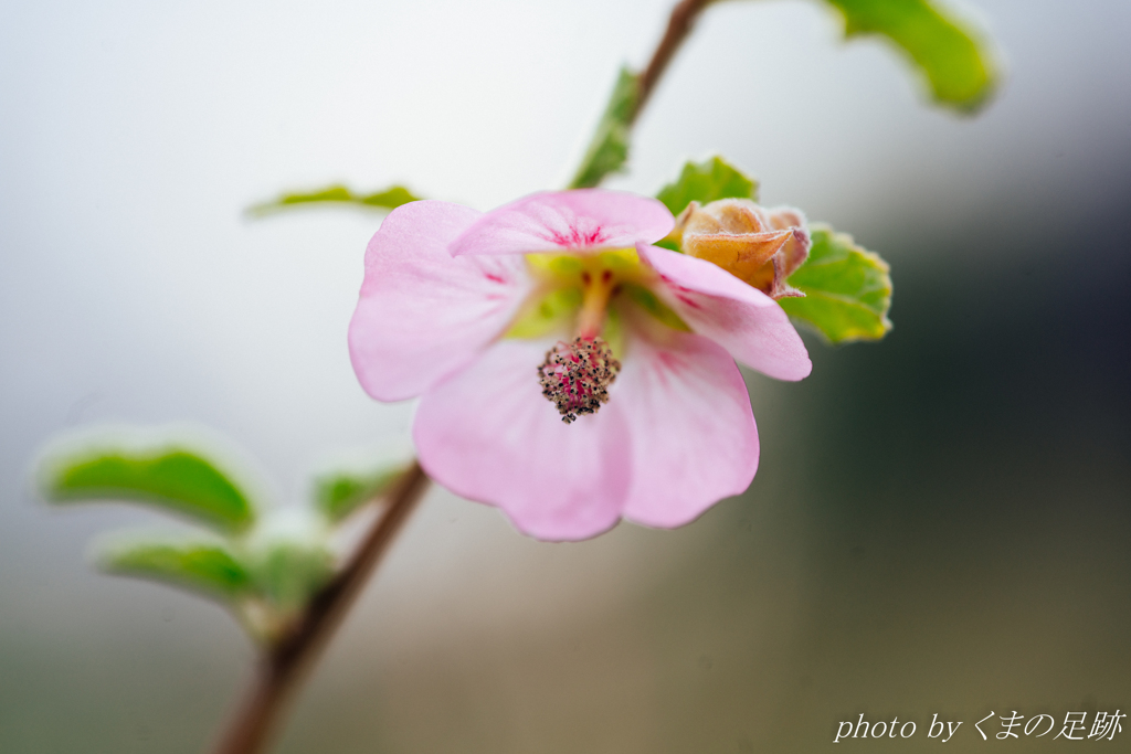 どちらがゆれているのか