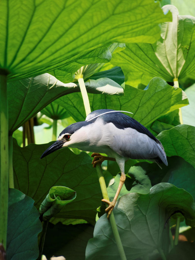 夏の狩人