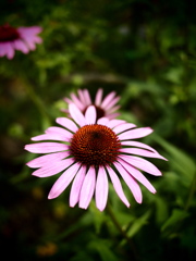 グラデーション