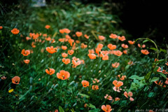 明日には消えん