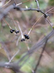 春の雫ⅩⅩⅡ