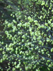 春の雫ⅩⅠ