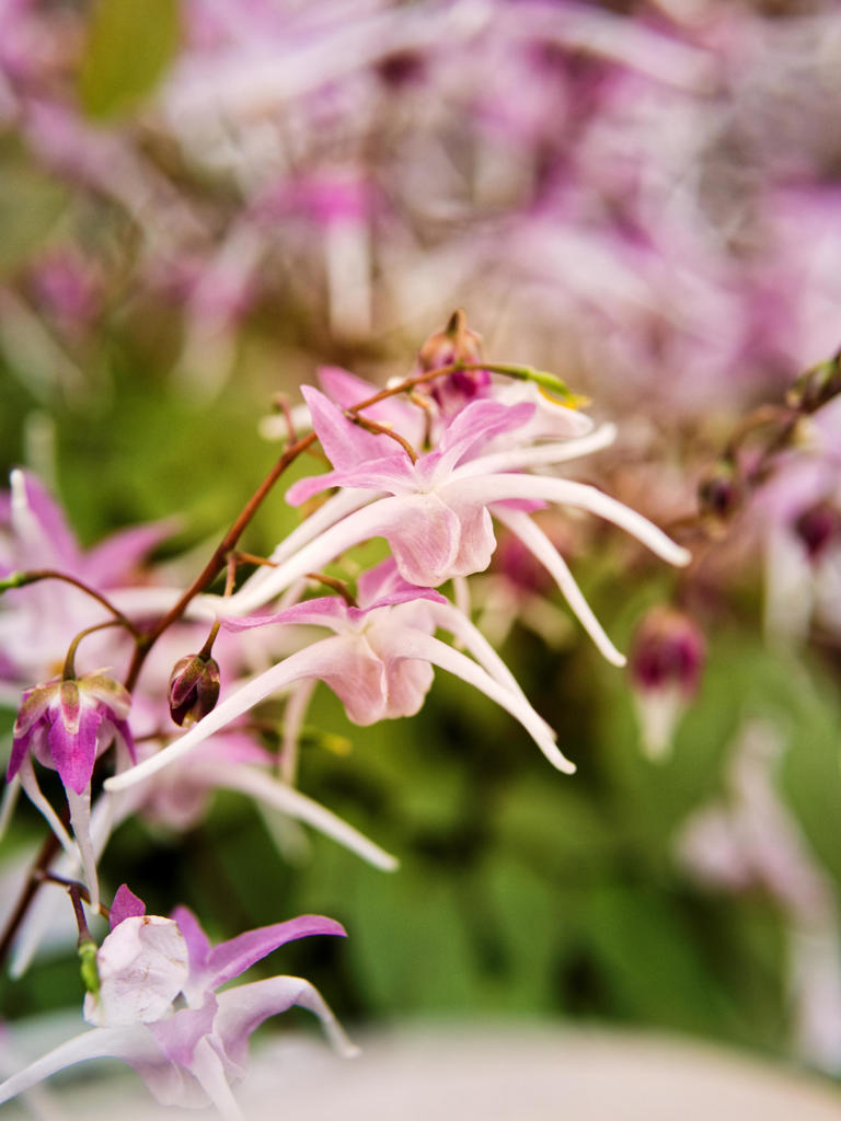 春のいかりをあげて