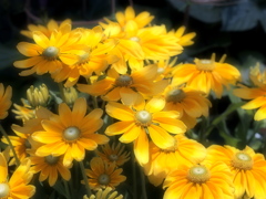 華がなくちゃね