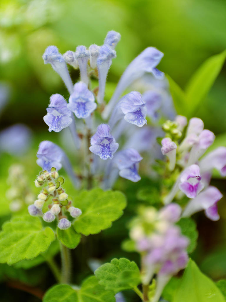 ヤマタノオロチ