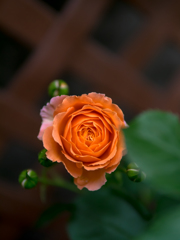 真実は花びらにつつまれて