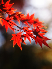 暖かい日差しに