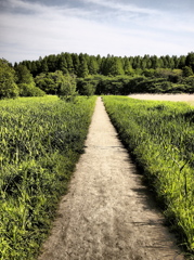 夏へと続く道