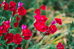 或るジャーノン