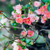 聖花