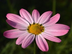 初夏の彩り Ⅷ