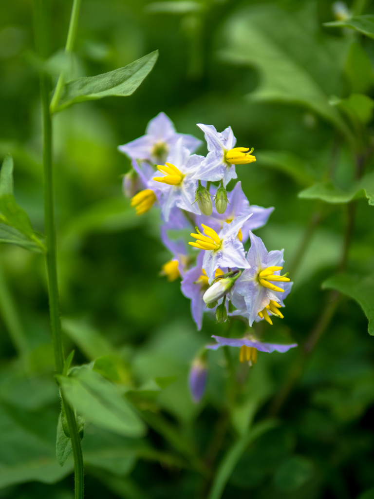 ミニばななばな