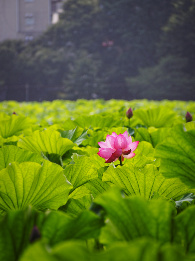 背伸び