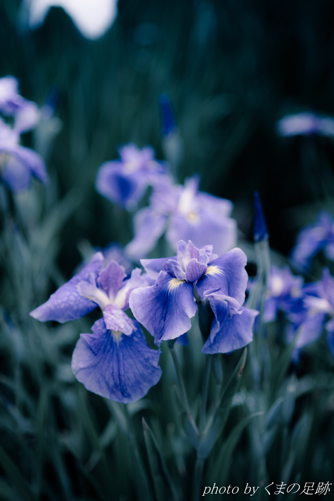 May be Blue
