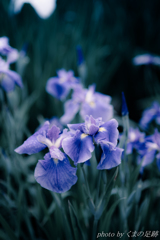 May be Blue