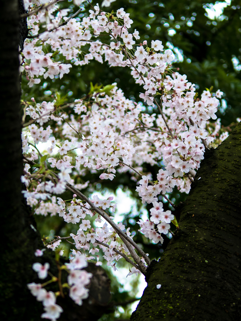 桜花フィルター