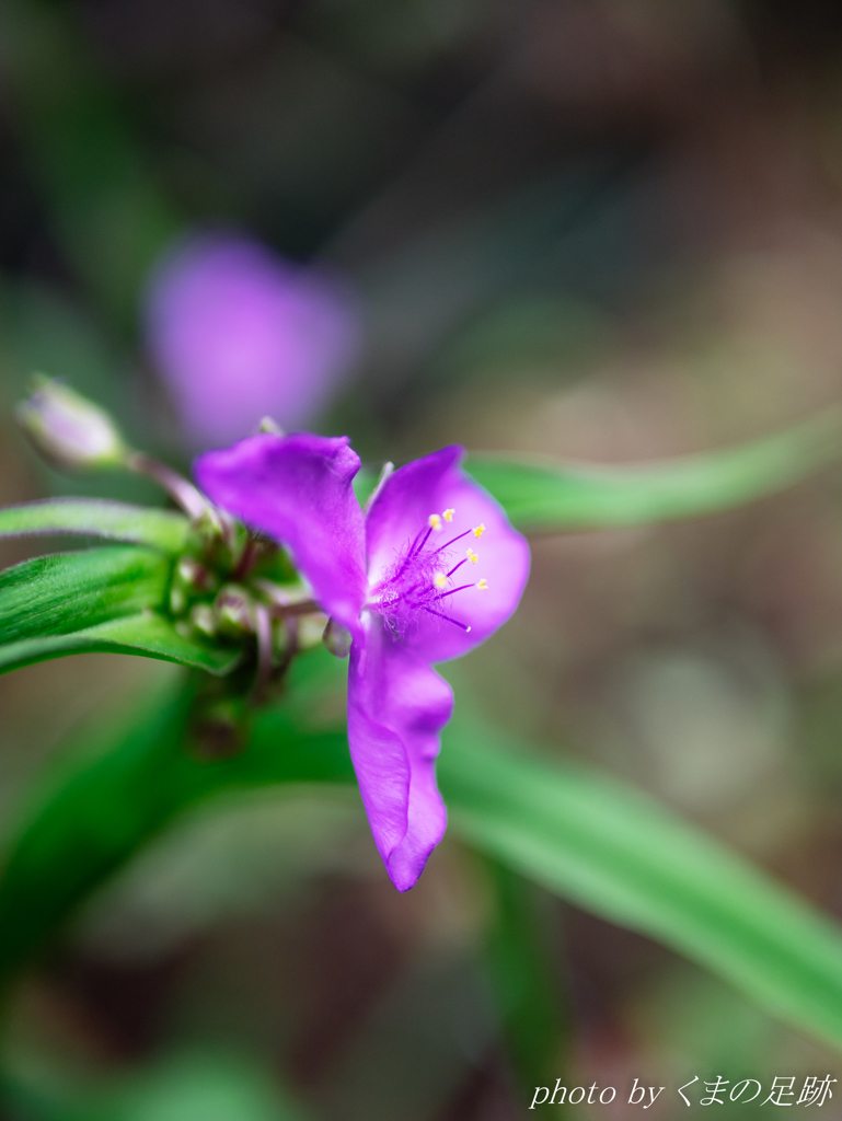 やさしい六月をまって