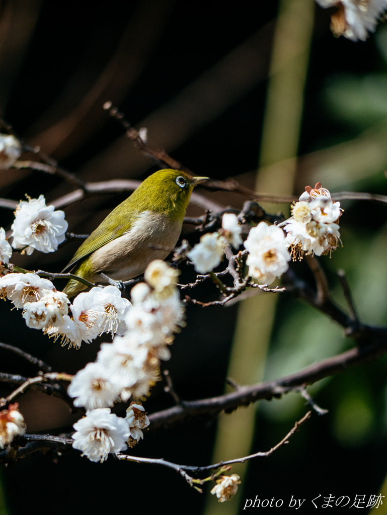 ラッキー：PANA 100-300mm