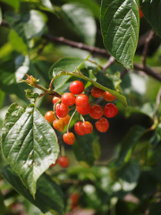 かわいいさくらんぼぉ～