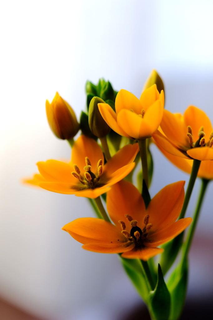 ゆめは朝も開く