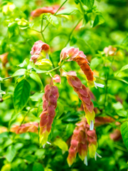 お口直しにエビフライ