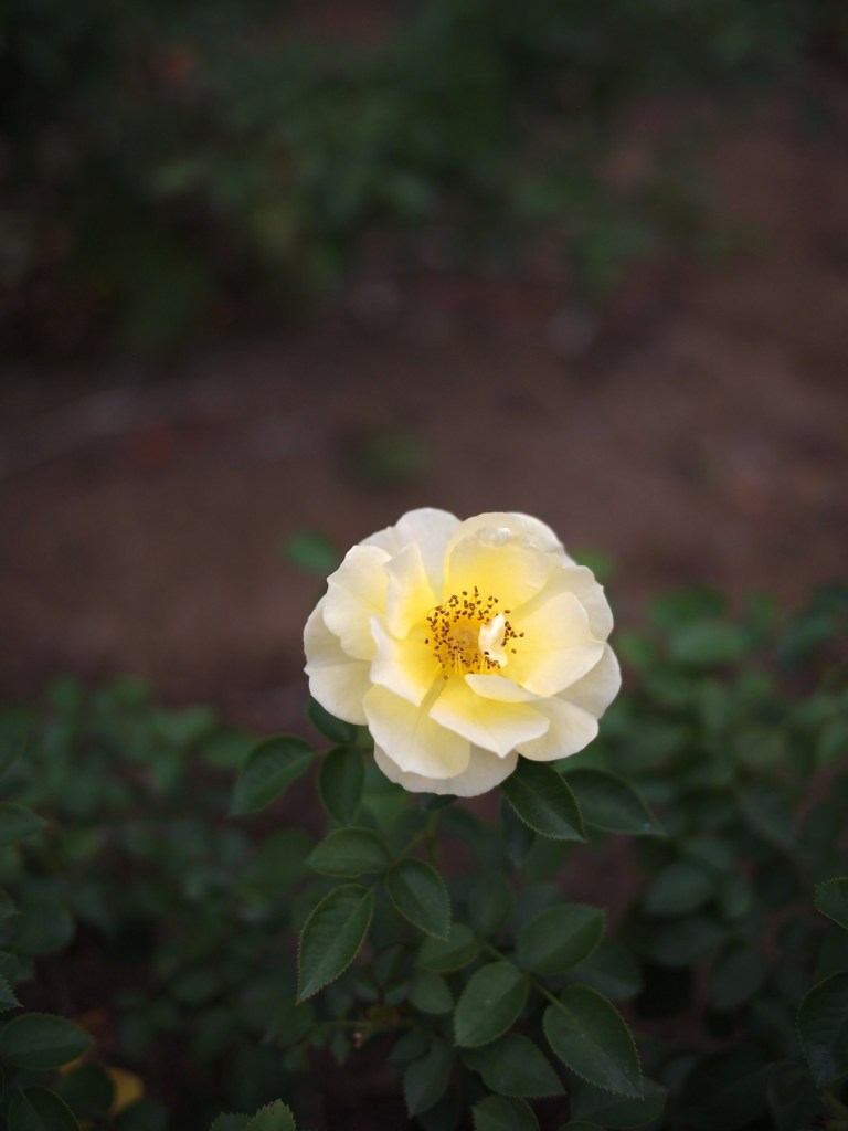 Autumn rose ⅩⅧ