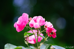 そして薔薇は咲く