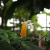 常春の揺りかご Ⅷ