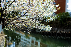 川の流れのように