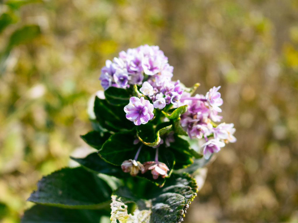 神無月に紫陽花
