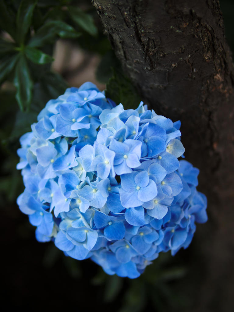 花あかり