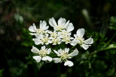 美しさのなかの営み