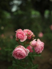 Autumn rose ⅩⅤ