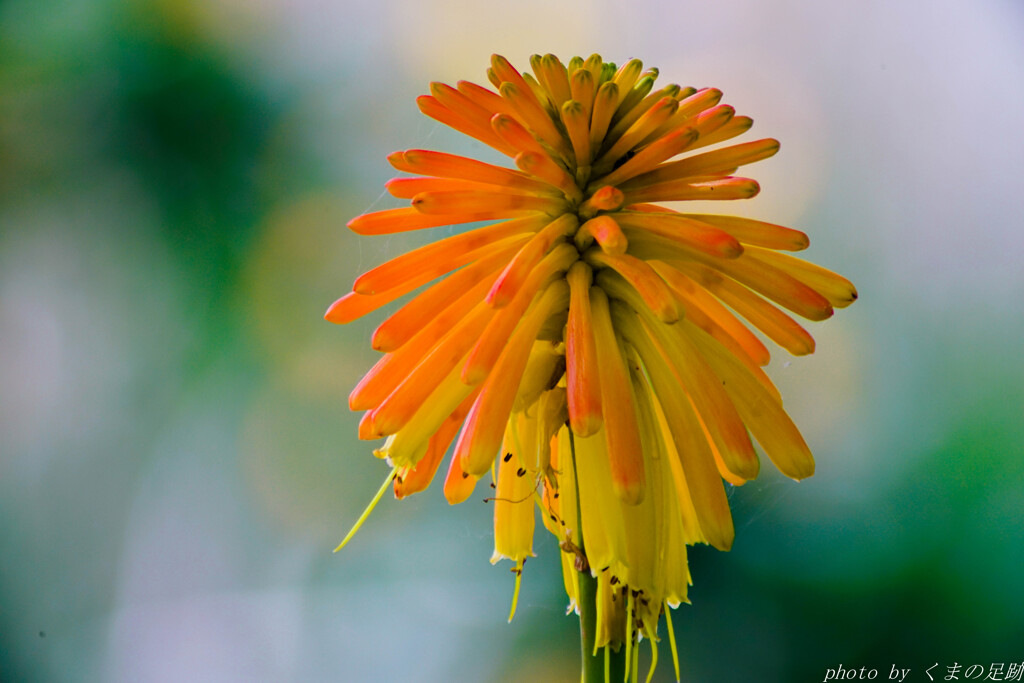 花火