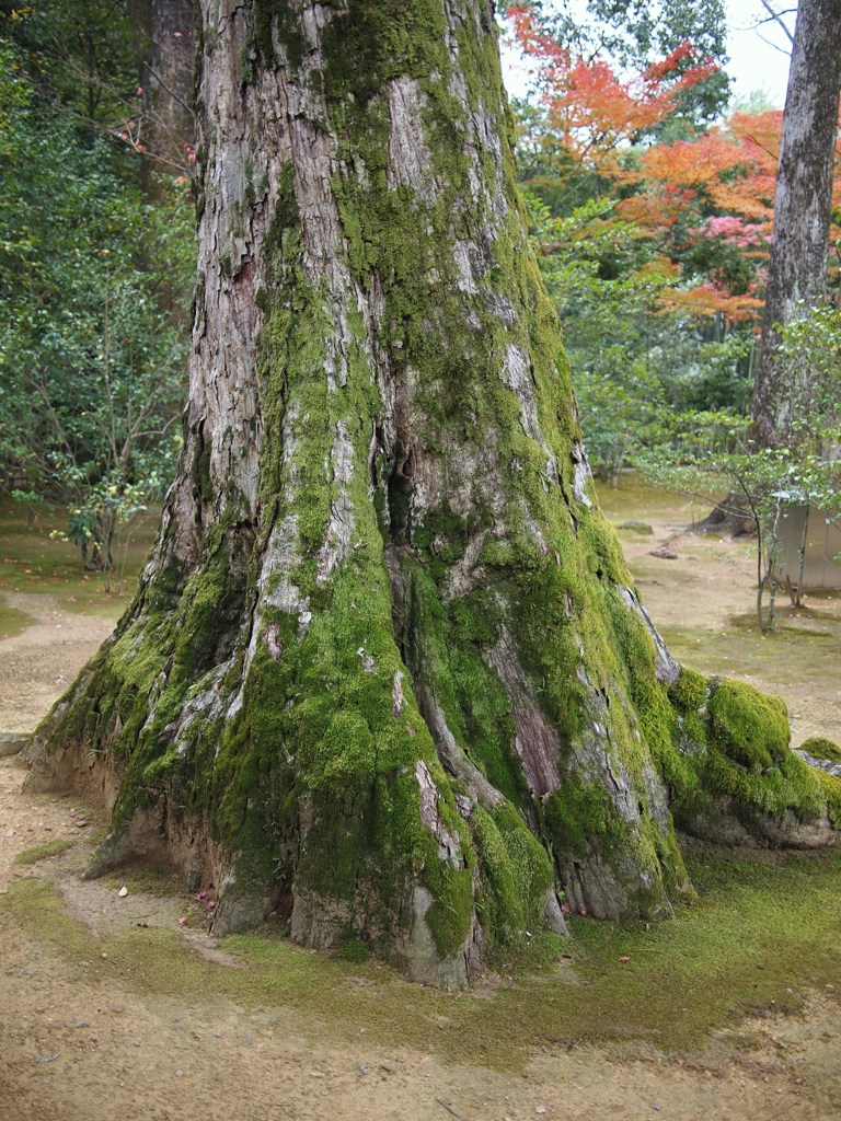 京都補完計画 其ノ佰参拾伍