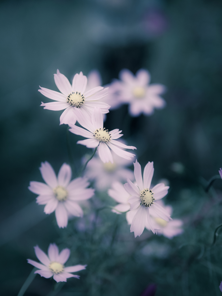 天気予報は・・・。
