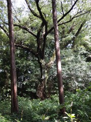 樹々