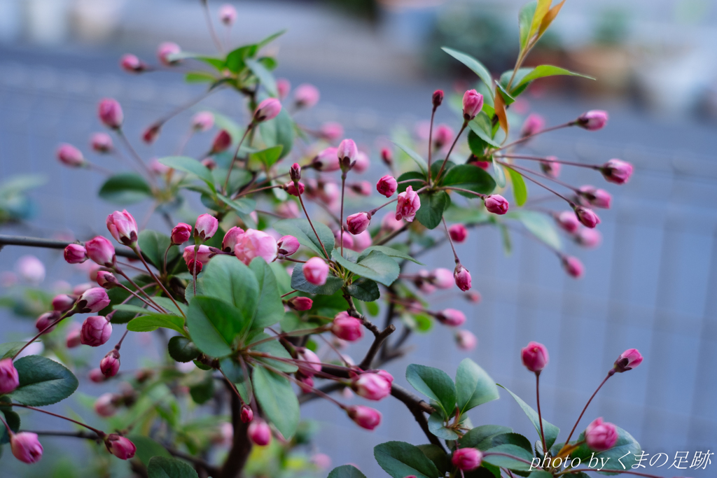 もう幾つ寝ると