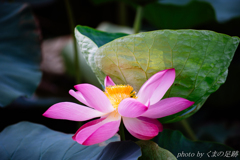 グリーンカップ