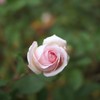 Autumn rose ⅩⅣ