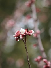 春の雫ⅩⅥ