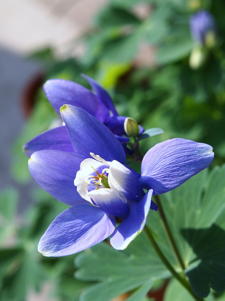 初夏の彩り Ⅹ