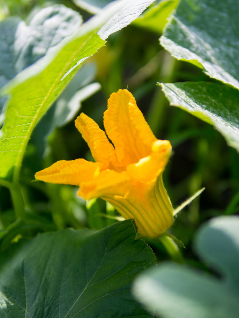 かぼちゃの花