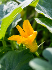 かぼちゃの花