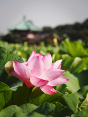 八月の始まり