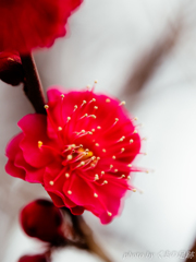 紅：SIGMA 60mm F2.8