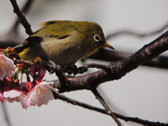 黄嘴
