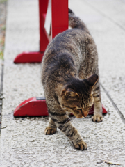 モンローウォーク