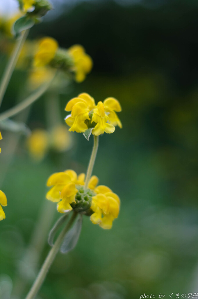 レディイエロー