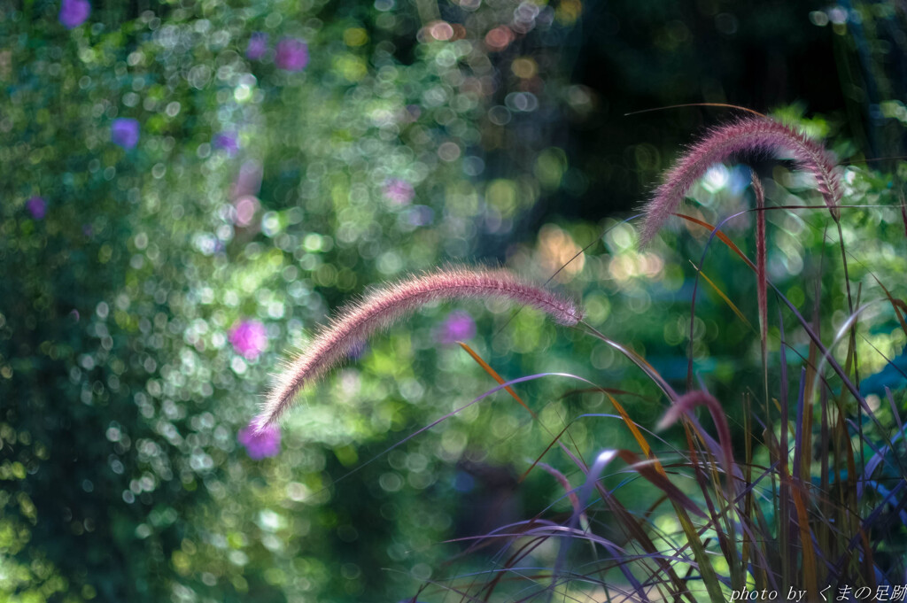 Cat's tail